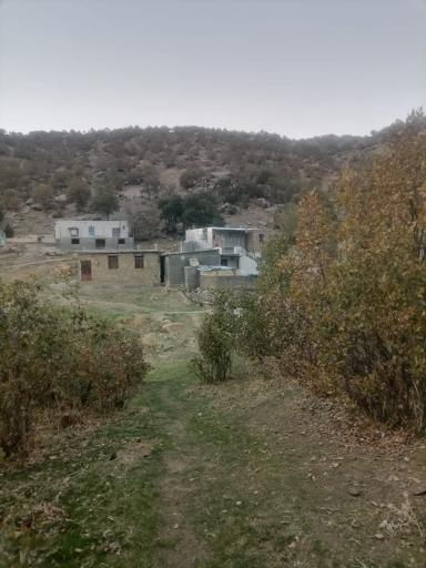 عکس گازه