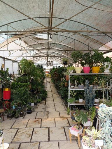 عکس گلخانه معینی