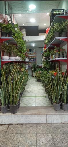 عکس گلکده تک