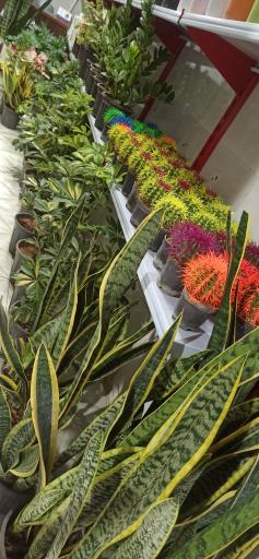 عکس گلکده تک