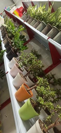 عکس گلکده تک