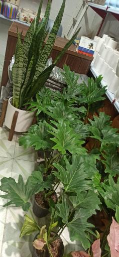 عکس گلکده تک