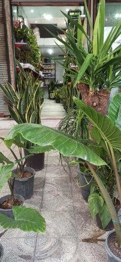 عکس گلکده تک