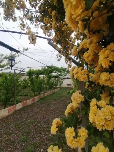 عکس محمدآباد ایلخانی