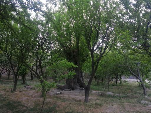 عکس محمدآباد ایلخانی