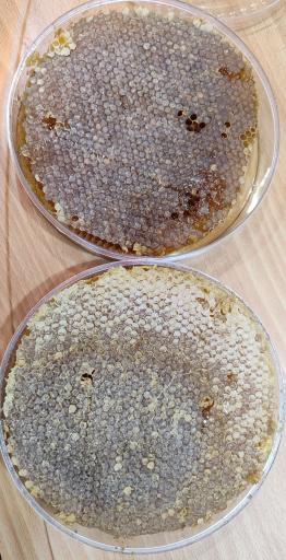 عکس عسل گرشاه 