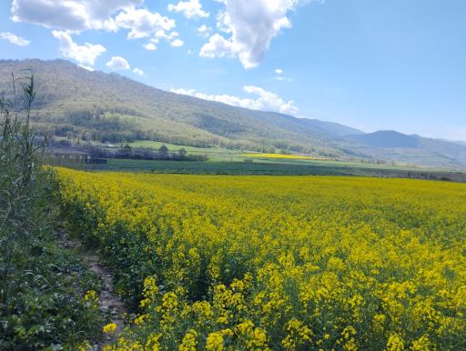 محمدآباد ایلخانی
