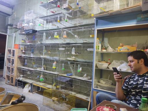 عکس پرنده فروشی دیانا