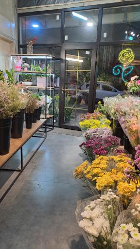 عکس گالری گل گلشیفته 