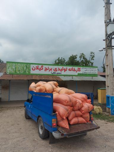 عکس برنجکوبی حسن فلکی