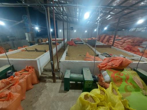 عکس برنجکوبی حسن فلکی