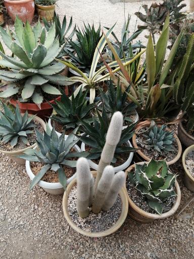 عکس گلخانه کاکتوس غفوری