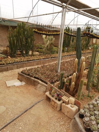 عکس گلخانه کاکتوس غفوری