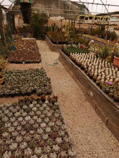 عکس گلخانه کاکتوس غفوری