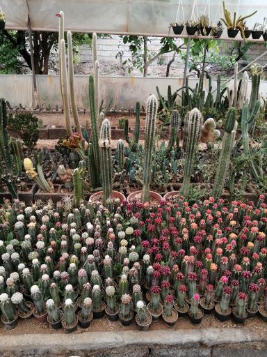 عکس گلخانه کاکتوس غفوری