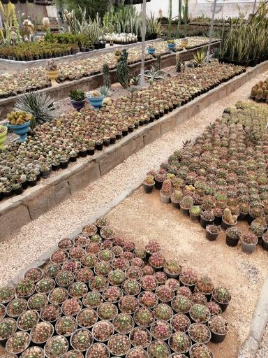 عکس گلخانه کاکتوس غفوری