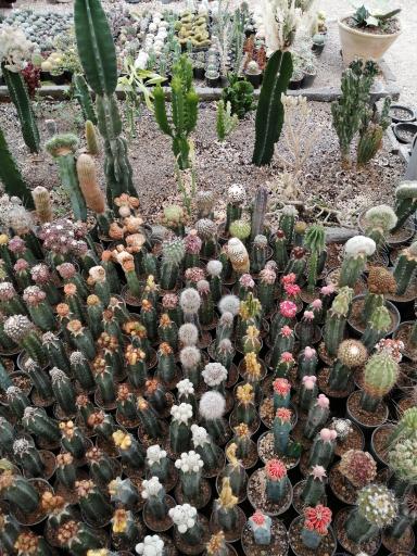 عکس گلخانه کاکتوس غفوری