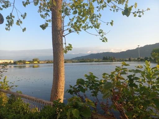 بوستان فجر (نیلوفر آبی)