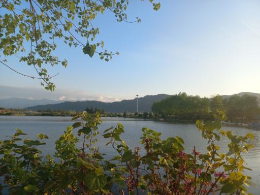 بوستان فجر (نیلوفر آبی)