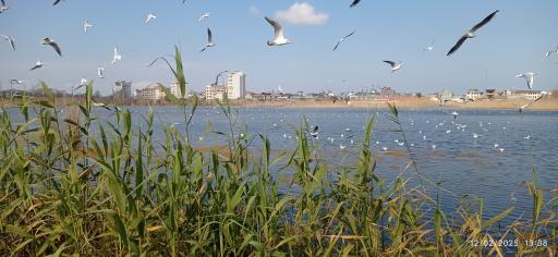 عکس بوستان فجر (نیلوفر آبی)