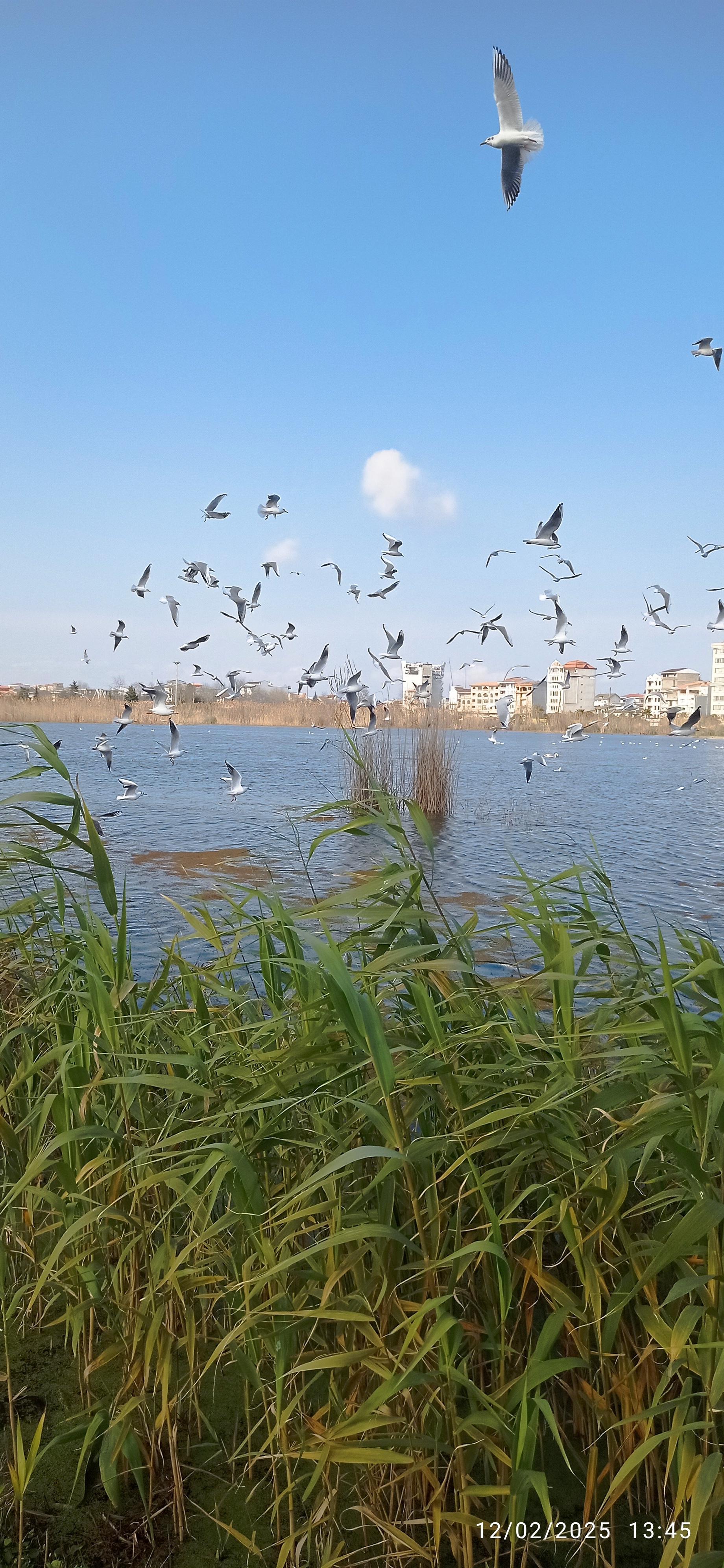 عکس بوستان فجر (نیلوفر آبی)