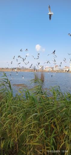 عکس بوستان فجر (نیلوفر آبی)