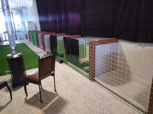 عکس پانسیون سگ مهد سگ پودی