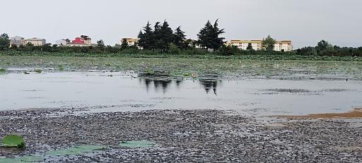 عکس بوستان فجر (نیلوفر آبی)