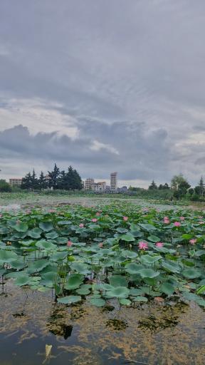 عکس بوستان فجر (نیلوفر آبی)