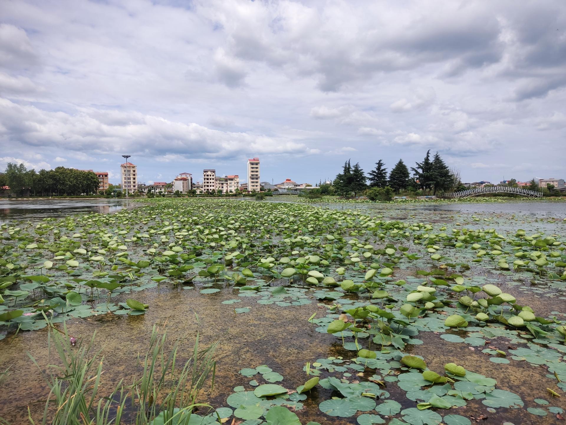 عکس بوستان فجر (نیلوفر آبی)