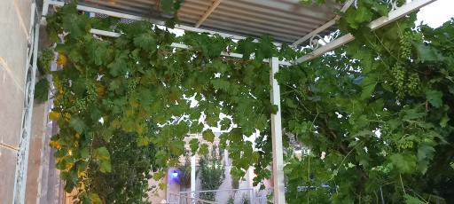 عکس باغ سالن رویال