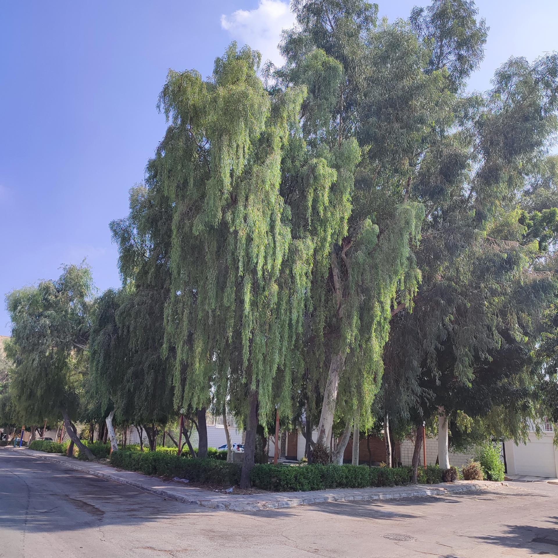 عکس مینی پارک