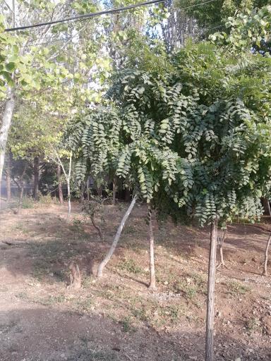 عکس بوستان شهدای گمنام بنفشه پرواز 