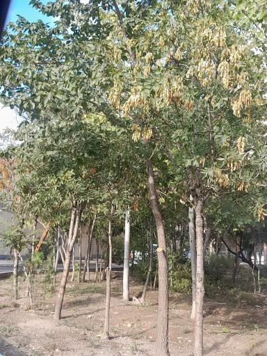 عکس بوستان شهدای گمنام بنفشه پرواز 