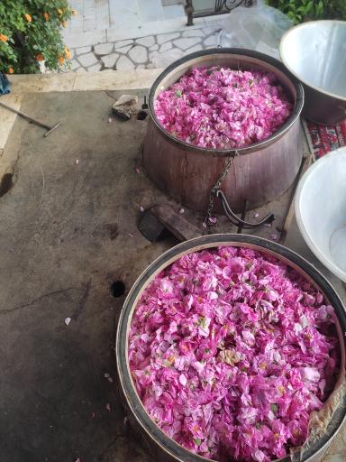 عکس گلابگیری سنتی باغ بهشت