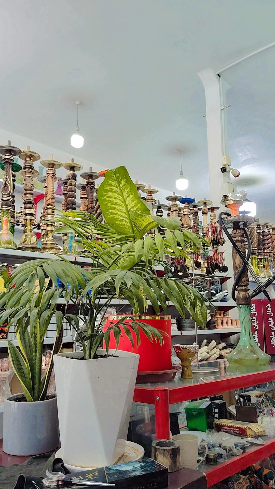 عکس فروشگاه ذغال و قلیان سلطان