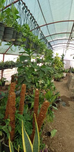 عکس گلسرای طبیعت