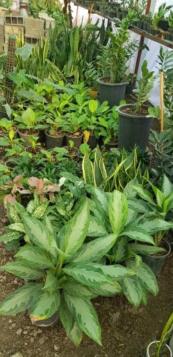 عکس گلسرای طبیعت