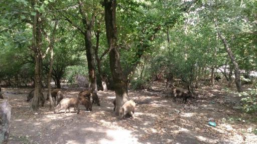 عکس پارک جنگلی گلستان