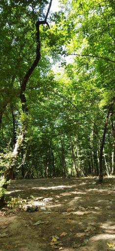 عکس پارک جنگلی گلستان