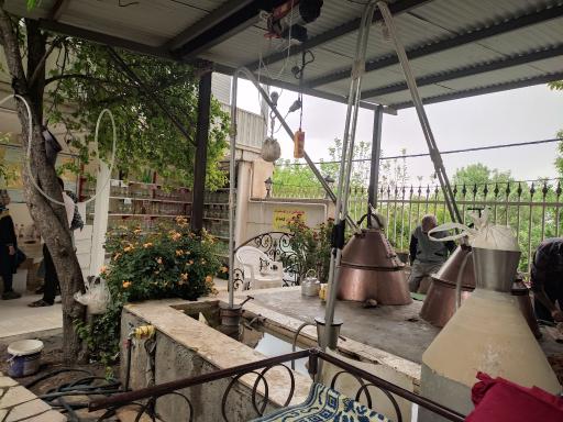 عکس گلابگیری سنتی باغ بهشت