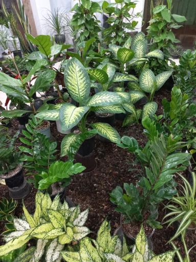 عکس فروشگاه گیاهان آپارتمانی برگساره