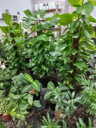 عکس فروشگاه گیاهان آپارتمانی برگساره