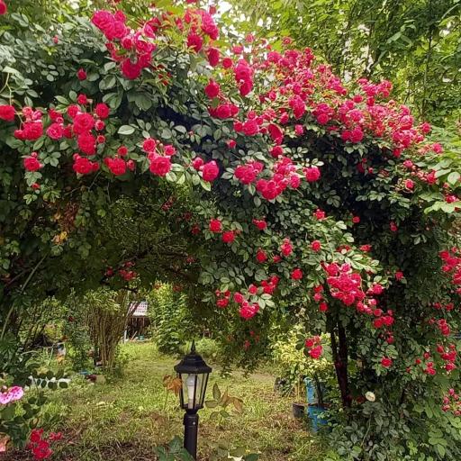 عکس اقامتگاه بومگردی و گردشگری بانوی گیلان