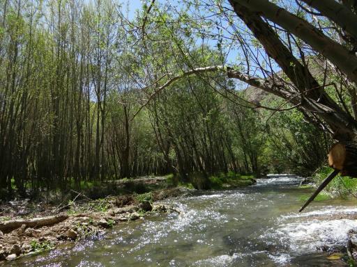 عکس سورشجان