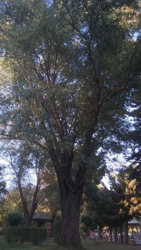 عکس پارک نیلوفر