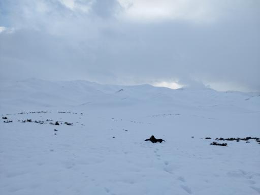 عکس سورشجان