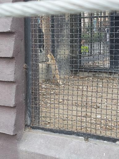 عکس روباه معمولی