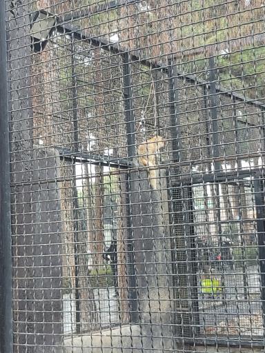 عکس روباه معمولی