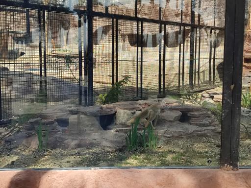 عکس روباه معمولی